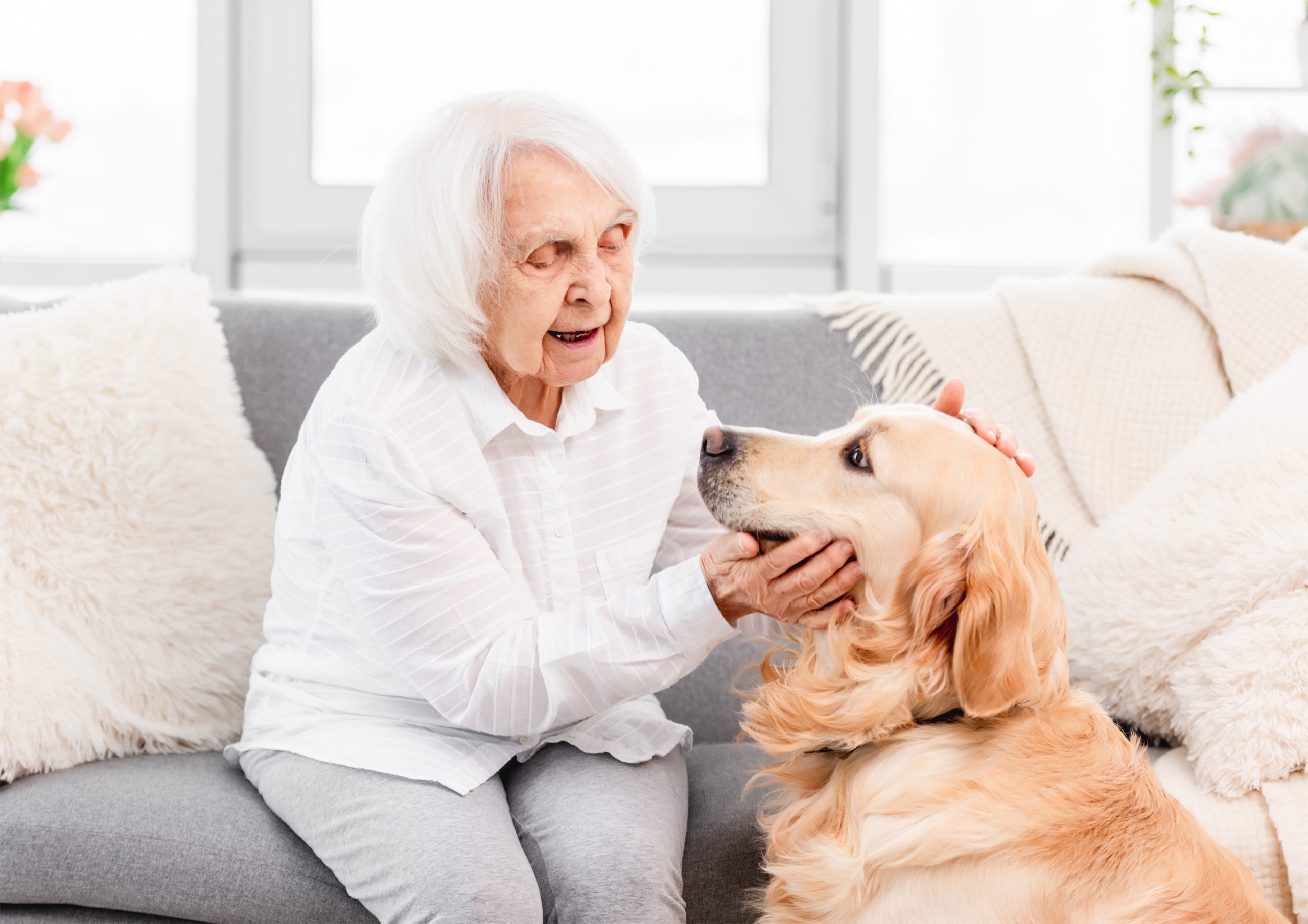 Assurance pour animaux de compagnie seniors