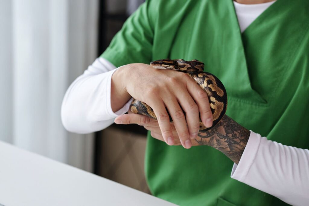 Assurance pour animaux exotiques 