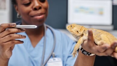 Assurance pour animaux exotiques