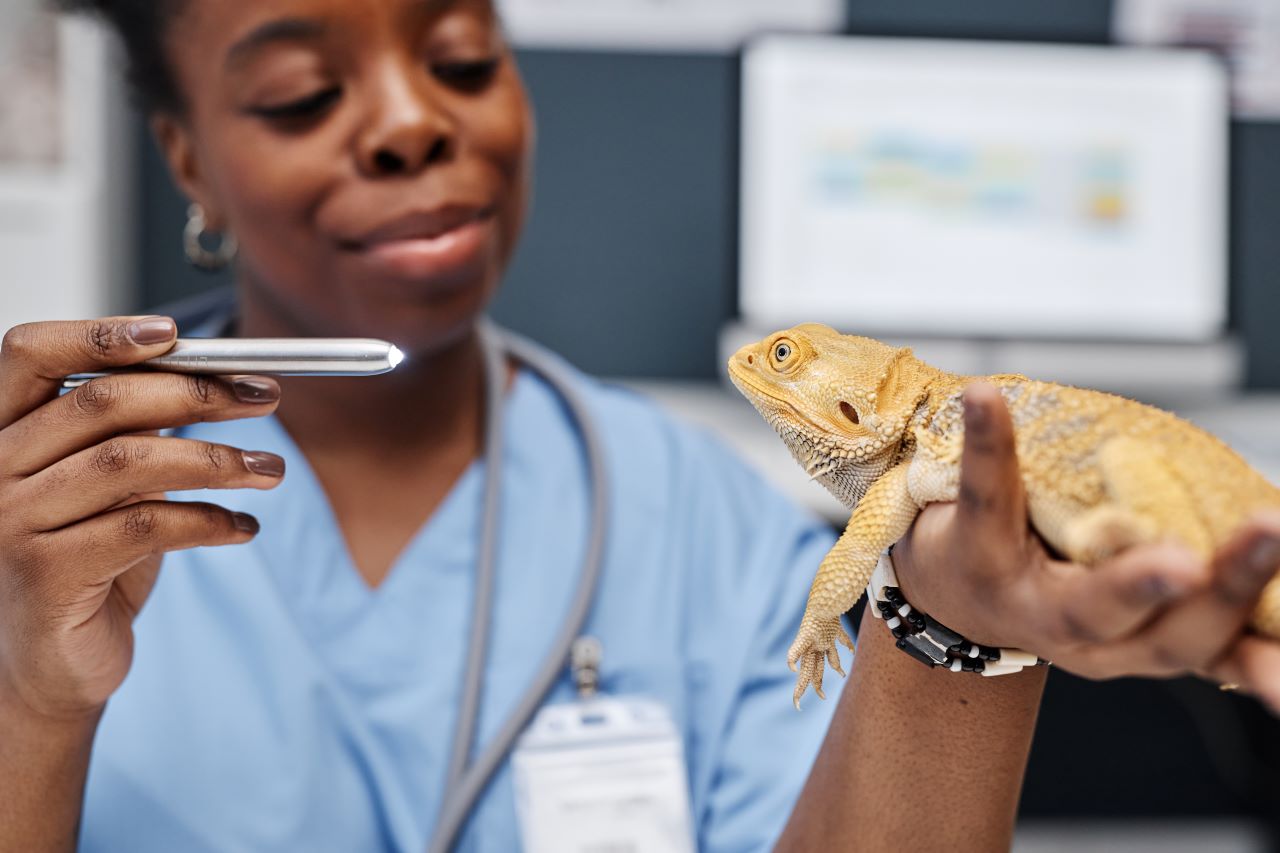 Assurance pour animaux exotiques