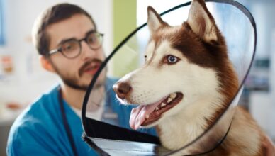 Assurance pour chiens vs assurance pour chats
