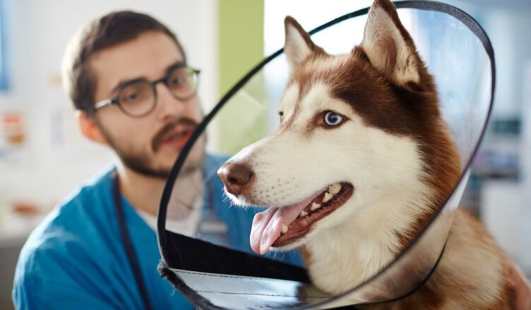 Assurance pour chiens vs assurance pour chats