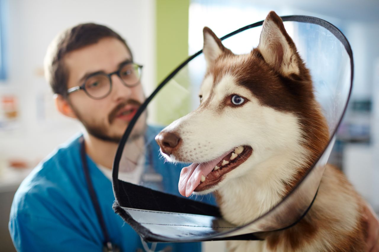 Assurance pour chiens vs assurance pour chats