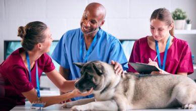 assurance pour animaux de compagnie