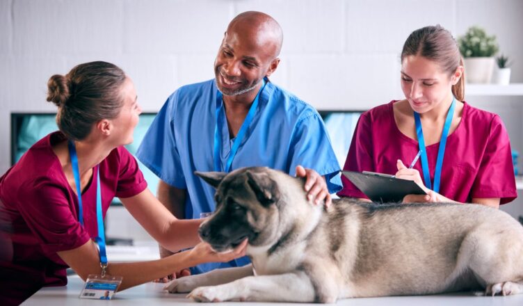 assurance pour animaux de compagnie