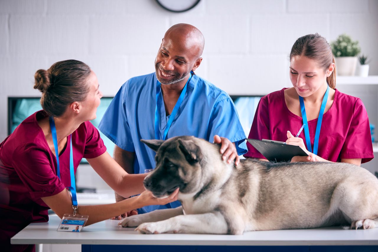 assurance pour animaux de compagnie