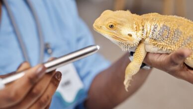 Animaux exotiques