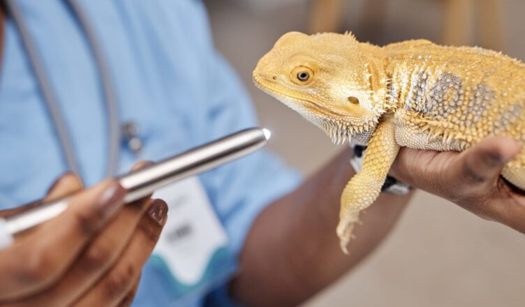 Animaux exotiques
