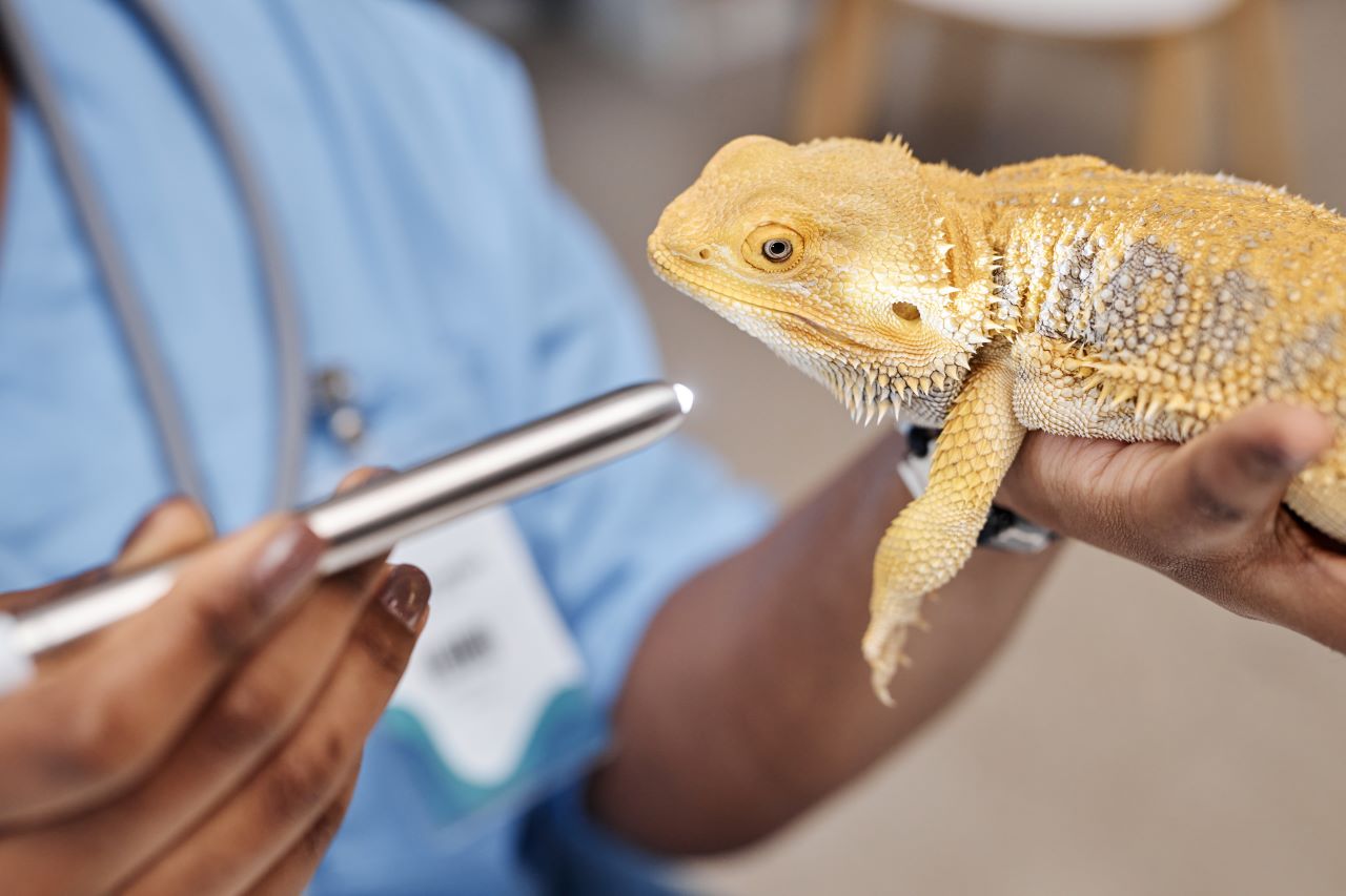 Animaux exotiques