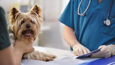 assurance pour son animal