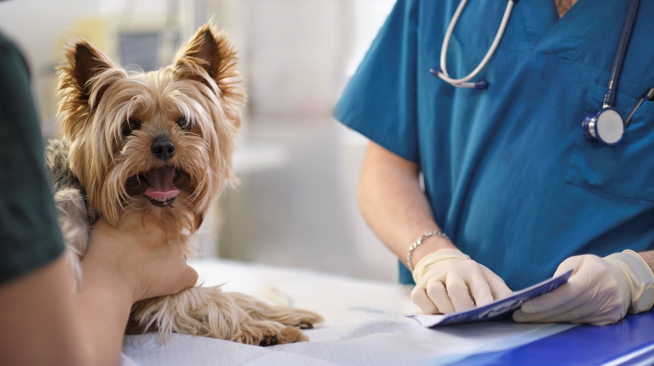 Les mutuelles pour animaux couvrent-elles les frais vétérinaires à l&rsquo;étranger ? Ce qu&rsquo;il faut savoir