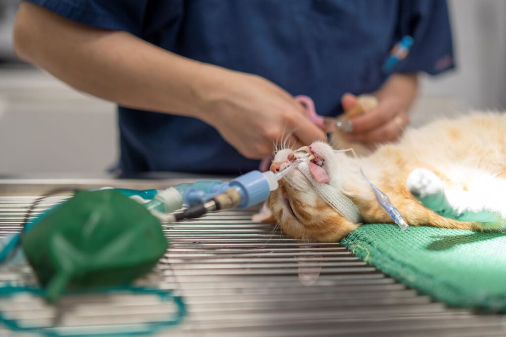 opérations chirurgicales d'urgence pour animaux 