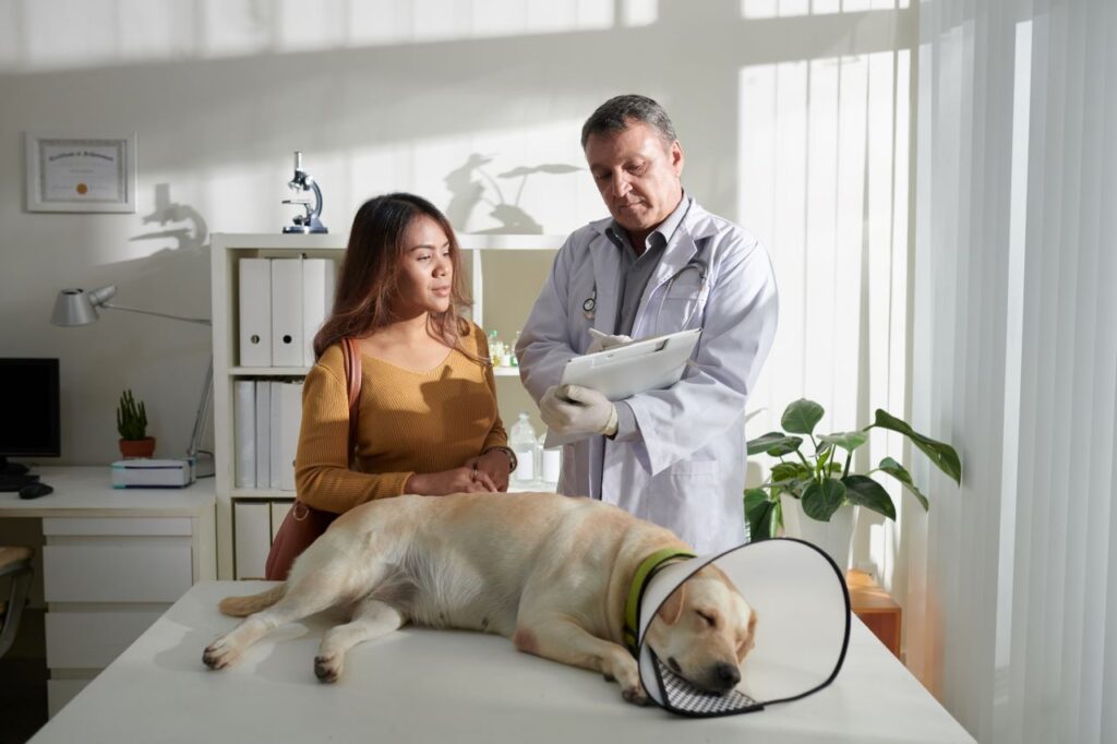 Assurance pour animaux de compagnie 