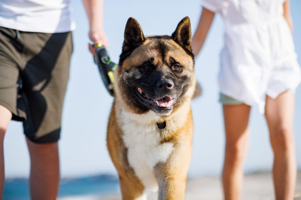 Mutuelle chien
