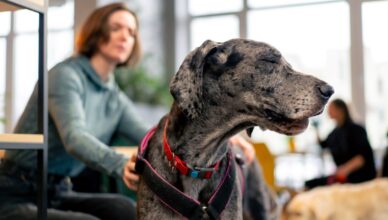 Mutuelle chien