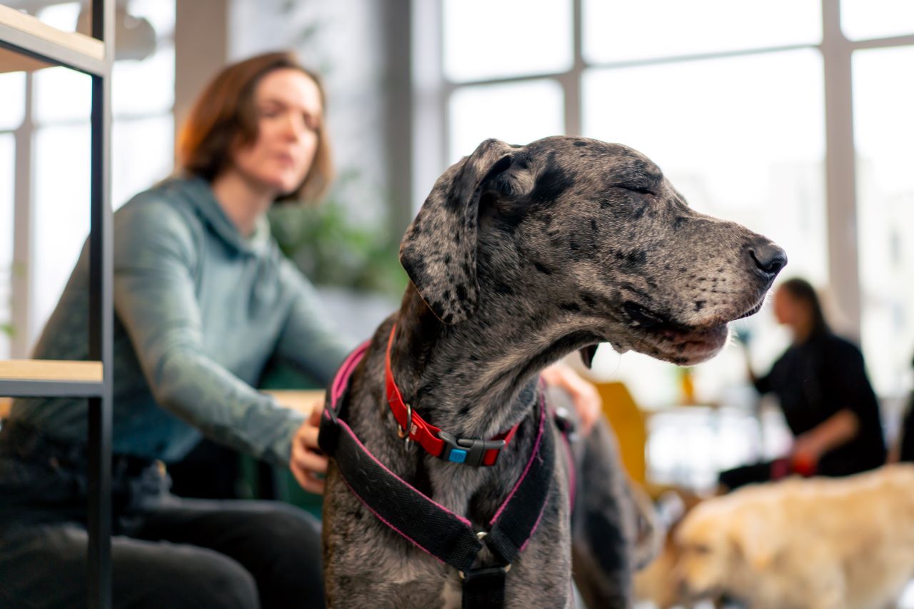 Mutuelle chien : prévention et soins couverts