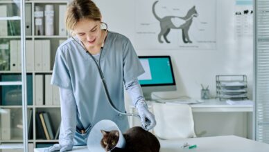 Assurance pour animaux
