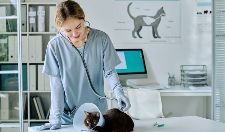 Assurance pour animaux