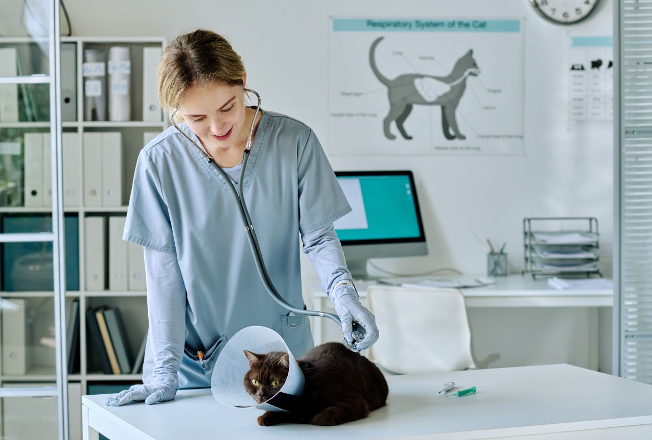 Assurance pour animaux : quels risques naturels sont couverts