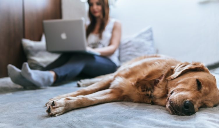 protégez votre compagnon à quatre pattes avec une assurance animalière adaptée à ses besoins. profitez d'une couverture complète pour les soins vétérinaires, les urgences et bien plus encore, afin de garantir la santé et le bien-être de votre animal.
