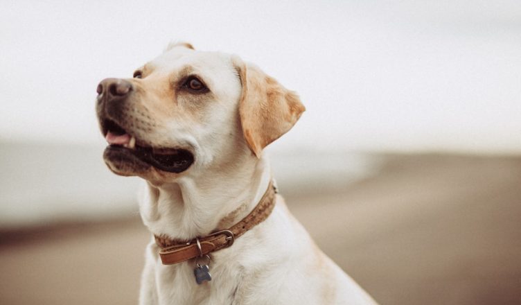 découvrez notre assurance pour animaux de compagnie, offrant une protection complète et adaptée aux besoins de votre fidèle compagnon. protégez votre animal contre les frais vétérinaires imprévus et assurez-vous qu'il reçoit les meilleurs soins possibles sans souci financier.