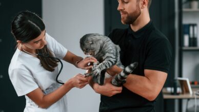 préparer son animal aux visites chez le vétérinaire