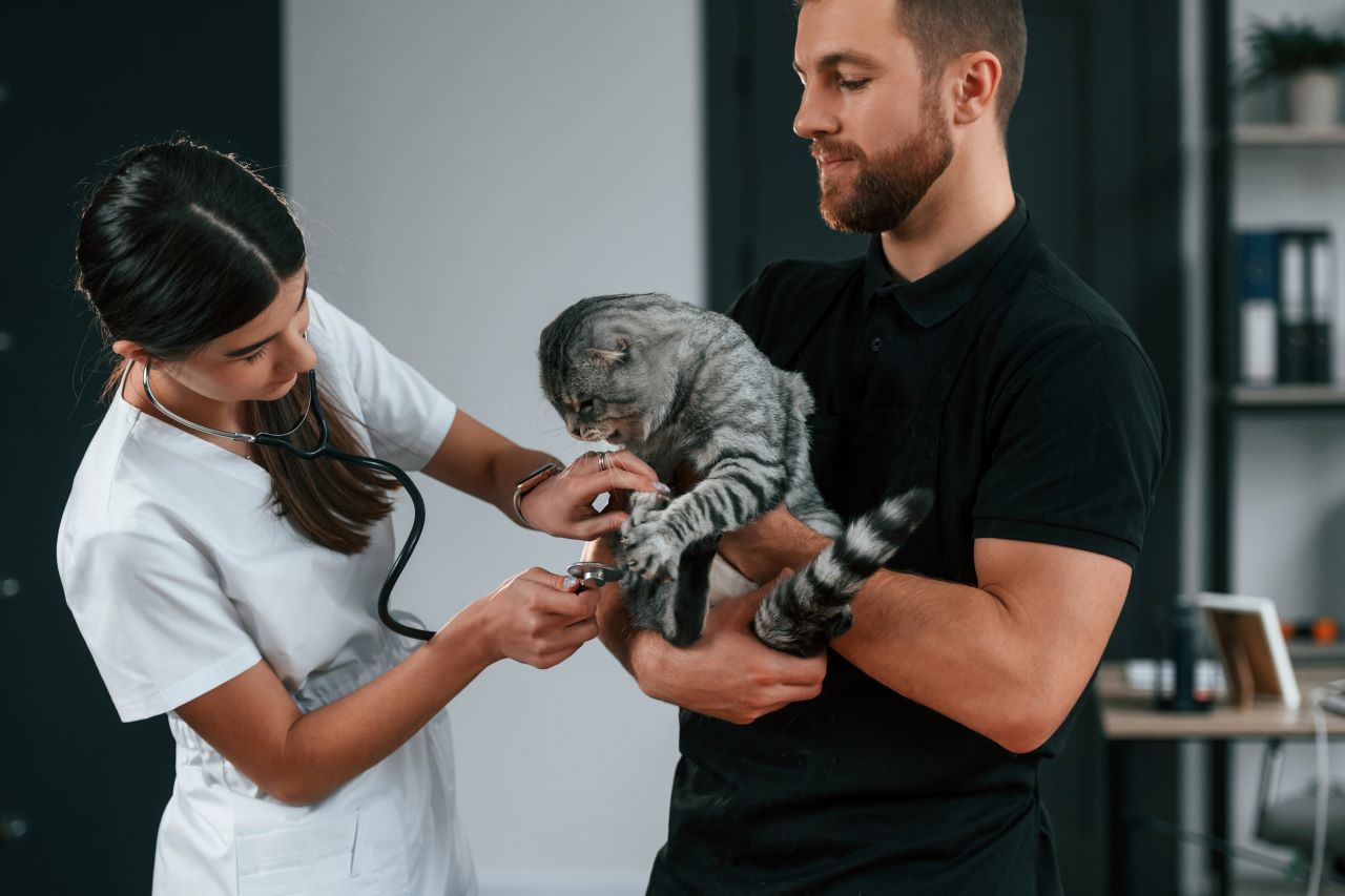 Comment préparer son animal aux visites chez le vétérinaire grâce à l’assurance santé animale